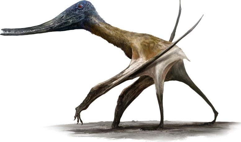 Rekonstruksi Hidup dari Sisir Jawed Pterosaurus Balaeonognathus