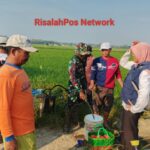 Babinsa, Korluh, PPL, dan Gapoktan Bergerak Cepat Laksanakan Gardal Wereng di Kampung Suka Agung