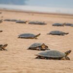 Turtles Sungai Raksasa Amerika Selatan