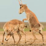 Berikut adalah pemenang dari Kontes Foto Margasatwa 2025