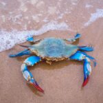 Kepiting biru