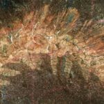 Palaeocampa Anthrax
