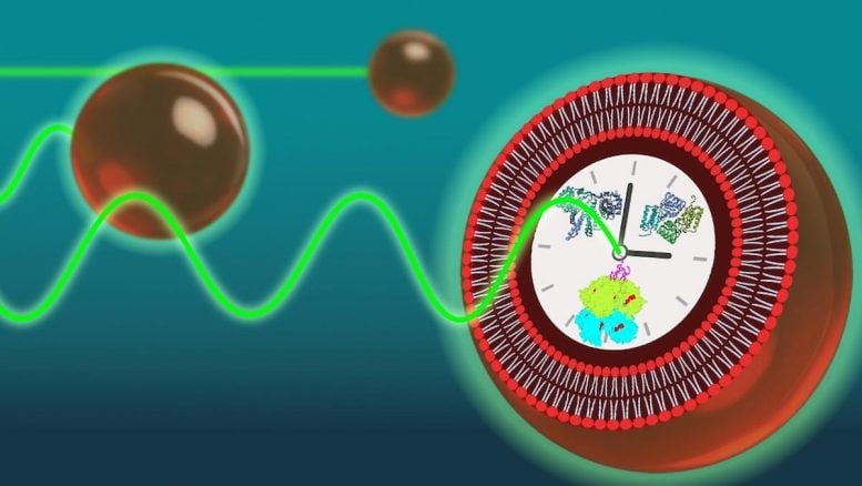 Bagaimana sel dapat menjaga grafik waktu