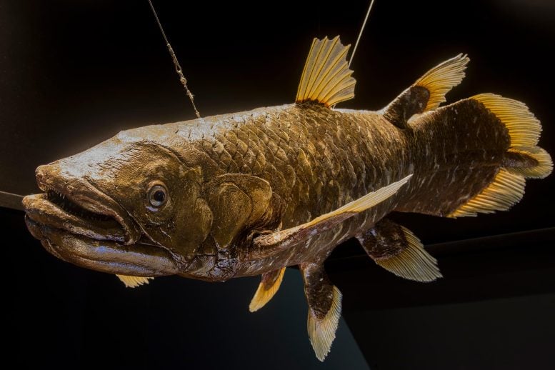 Indonesian Coelacanth (Latimeria menadoensis)