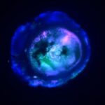 Multi Region Brain Organoid (MRBO)