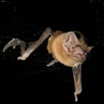 Kelelawar Noctule sedang Terbang