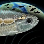 Rekonstruksi Peralatan Weberian oleh Artis pada Fosil Ikan