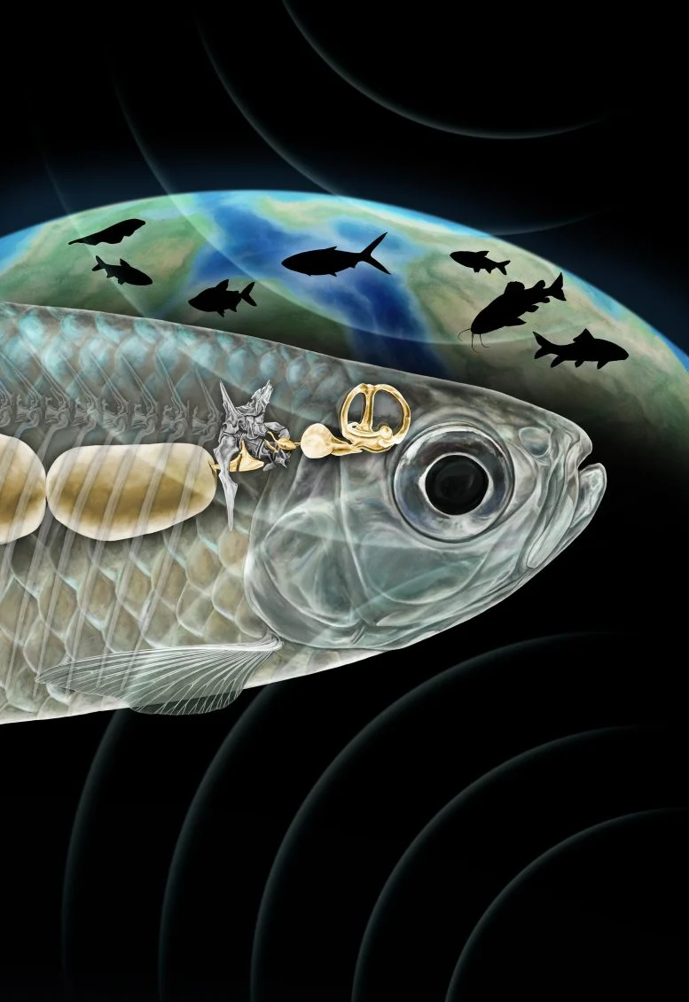 Rekonstruksi Peralatan Weberian oleh Artis pada Fosil Ikan