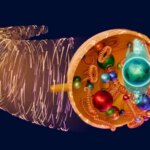 Gerak Ransversal Quark di Dalam Proton