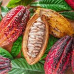 Buah Kakao Segar Daun Kakao Hijau