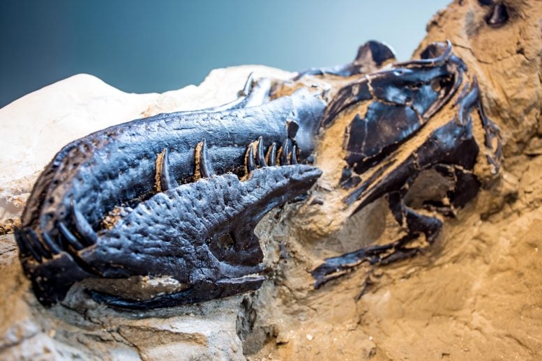 Moncong Nanotyrannus lanensis