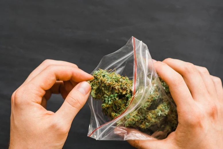 Paket Hands Cannabis Bunga Ganja Tunas Segar