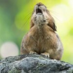 Mamalia Pika yang Terancam Punah