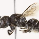 Spesimen Lebah Megachile Lucifer Betina Dari Australia Barat
