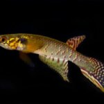 Killifish Musiman Bad Moema Claudia