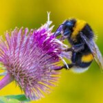 Lebah Ini Belajar Membaca “Titik” dan “Garis” Seperti Kode Morse Bumblebee (Bombus terrestris) Memberi Makan Bunga Merah Muda Nektar