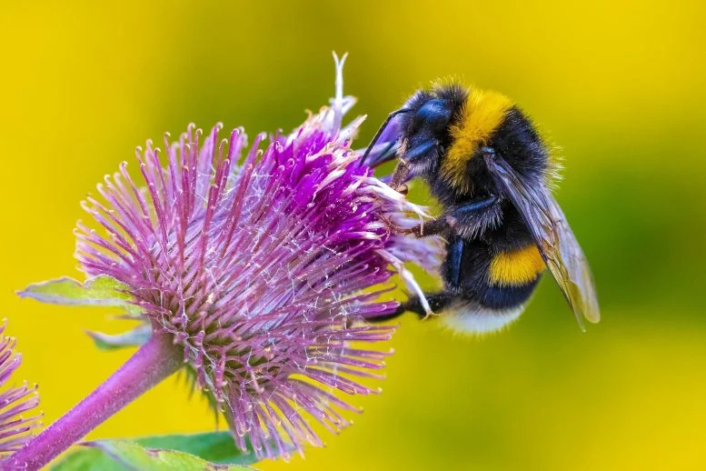 Bumblebee (Bombus terrestris) Memberi Makan Bunga Merah Muda Nektar