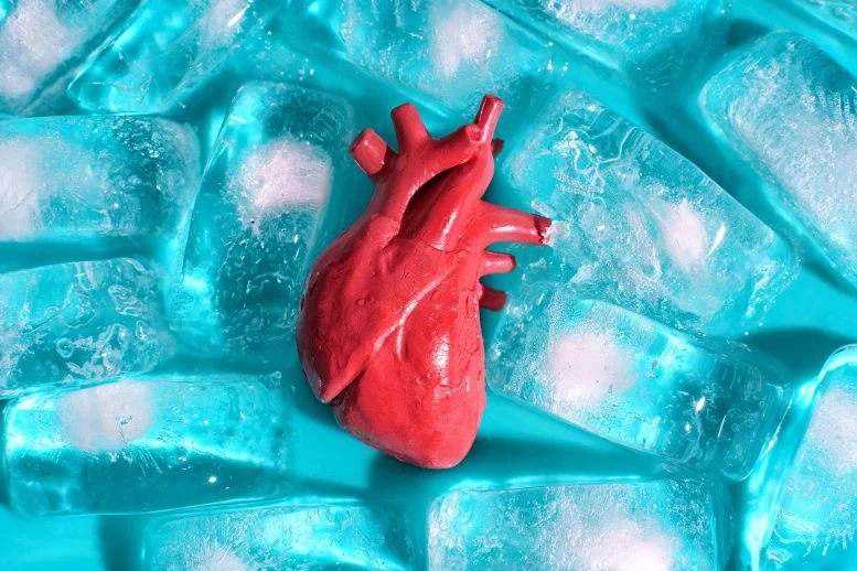 Transplantasi Organ Es Batu Model Jantung Manusia