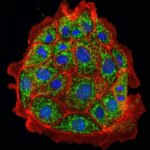 Sel Tubulus Proksimal Ginjal