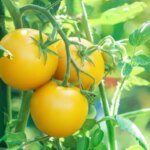 Tomat Kuning Tumbuh