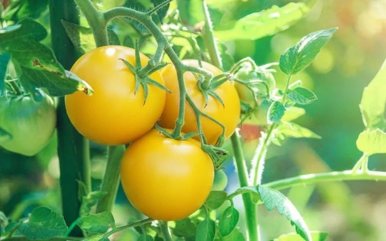 Tomat Kuning Tumbuh