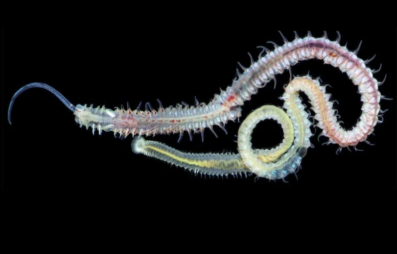 Polychaete Spionid Bor Cangkang Laut Dewasa