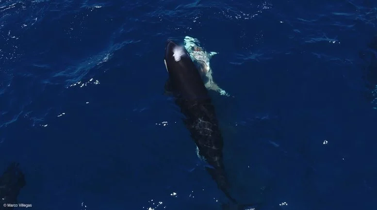 Orca Berenang Di Samping Hiu yang Terluka
