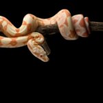 Ular Boa Ekor Merah Tergantung di Cabang