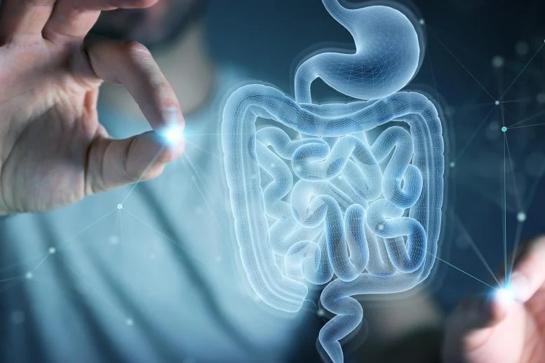 Pemindaian Medis Teknologi Hologram Sistem Pencernaan Usus Manusia