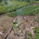 Ternyata Ini Cara Pemilik Ladang Ganja di Gayo Lues Tahu Perkembangan Tanamannya