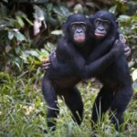 Pelukan Bonobo