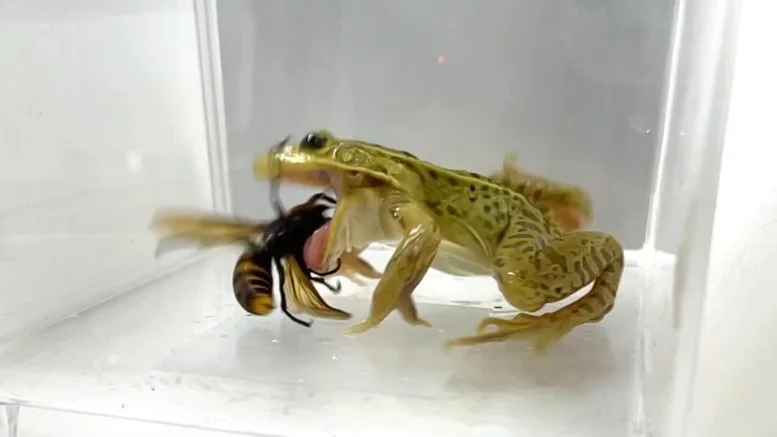 Katak Kolam Berbintik Hitam Memakan Lebah Raksasa Asia