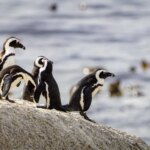Pantai Penguins Afrika Boulder