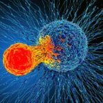 Ilustrasi Sel Kekebalan Sel Kanker