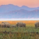 Puisi Berusia 750 Tahun Mengungkapkan Sabana di India Jauh Lebih Pemandangan Indah Gajah Asia