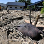 Raja Juli, Ternak Oligarki dan Gajah Mati