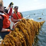 Teknologi Baru Memangkas Biaya Produksi Kelp hingga 85% Kelson Marine dan Kolaborator Kelp Farm