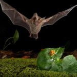 Trachops Melayang Di Atas Katak