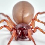 Laba-laba Kutu Kayu (Dysdera crocata)